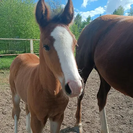 Lesieniec - Magdalena I Maciej Mochon Syców