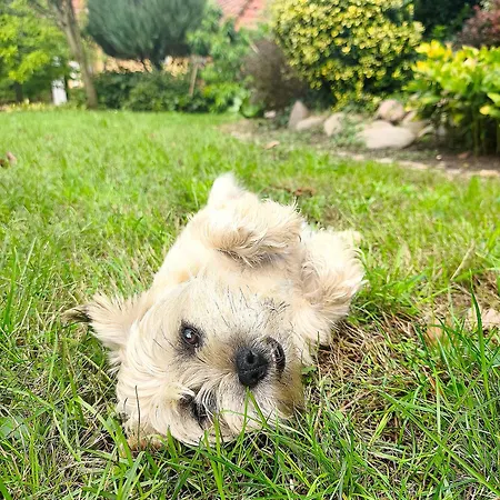Lesieniec - Magdalena I Maciej Mochon Alloggio per agriturismo