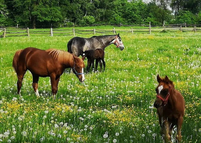 Lesieniec - Magdalena I Maciej Mochon مزرعة للإقامة Syców