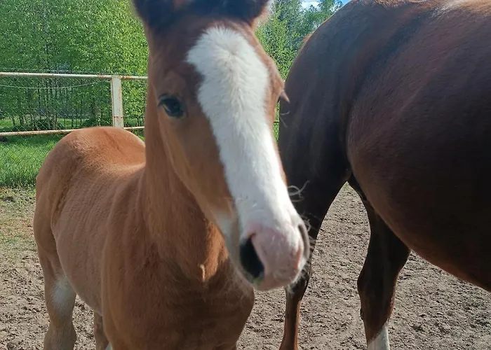Lesieniec - Magdalena I Maciej Mochon Сыкув