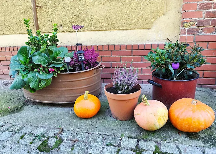 Lesieniec - Magdalena I Maciej Mochon Syców