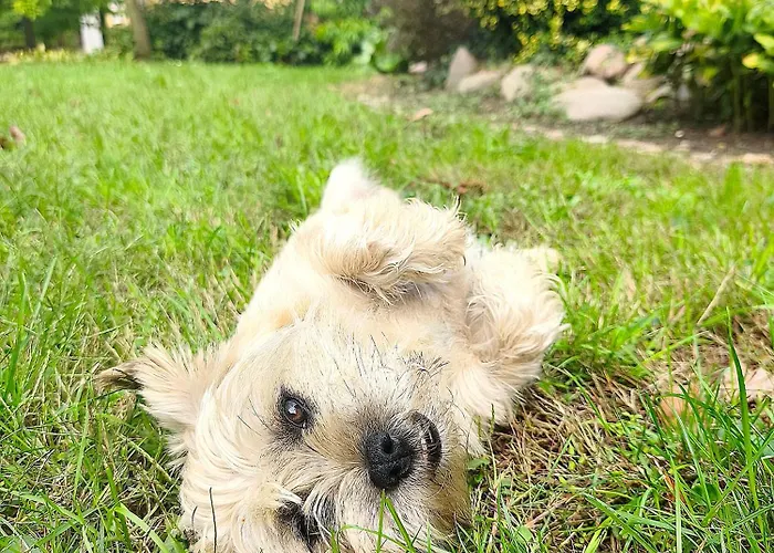 Lesieniec - Magdalena I Maciej Mochon مزرعة للإقامة